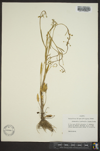 Ranunculus laxicaulis image