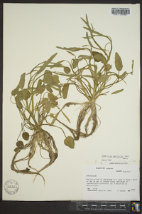 Ranunculus laxicaulis image