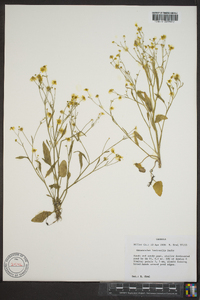 Ranunculus laxicaulis image