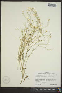 Ranunculus laxicaulis image