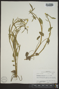 Ranunculus laxicaulis image