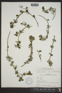 Ranunculus aquatilis image