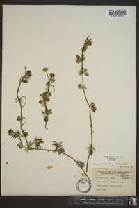 Ranunculus aquatilis image