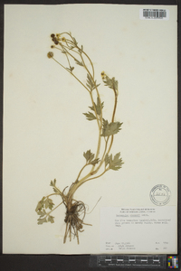 Ranunculus macounii image