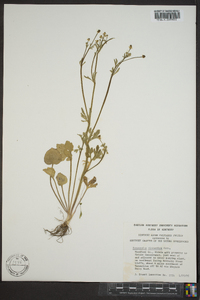 Ranunculus macranthus image