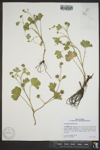 Ranunculus muricatus image