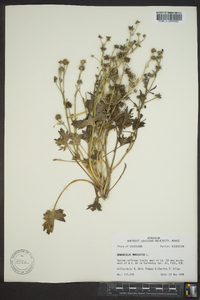 Ranunculus muricatus image