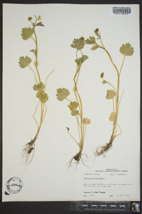 Ranunculus muricatus image