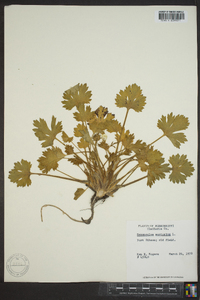 Ranunculus muricatus image