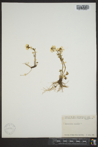 Ranunculus nivalis image