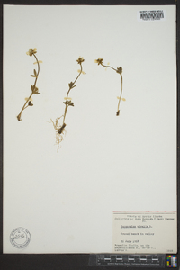 Ranunculus nivalis image