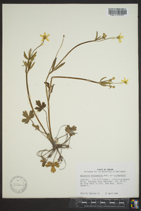 Ranunculus occidentalis image