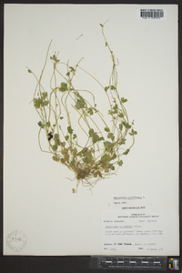 Ranunculus parviflorus image