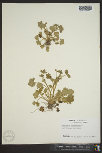 Ranunculus parviflorus image