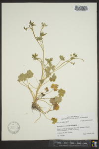 Ranunculus parviflorus image