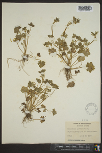 Ranunculus parviflorus image