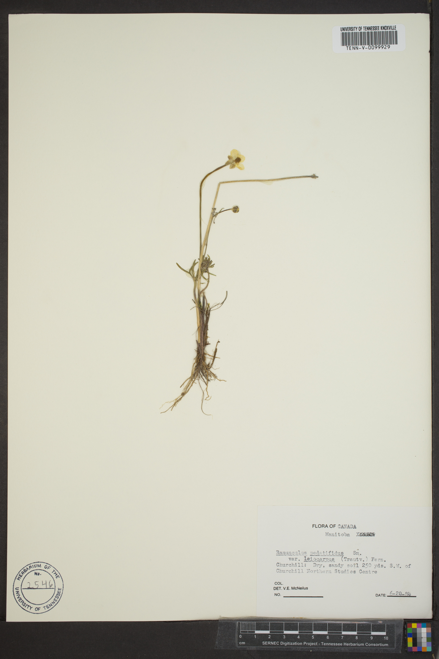 Ranunculus pedatifidus var. affinis image