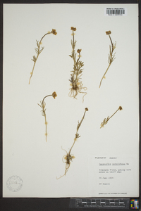 Ranunculus pedatifidus image