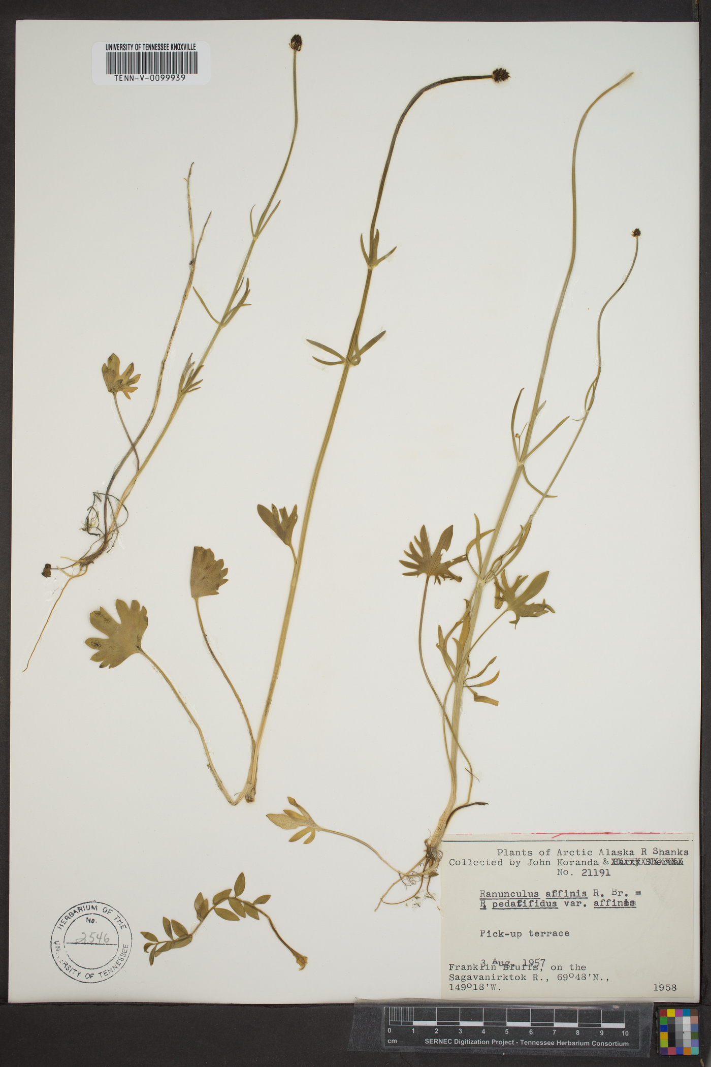 Ranunculus pedatifidus var. affinis image