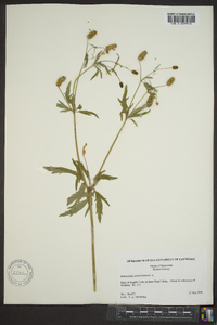 Ranunculus pensylvanicus image