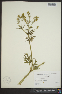 Ranunculus pensylvanicus image