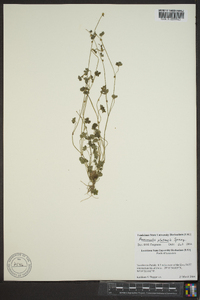 Ranunculus platensis image