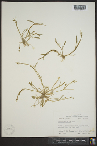 Ranunculus pusillus image