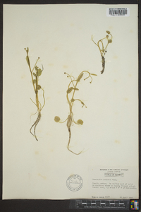 Ranunculus pusillus image