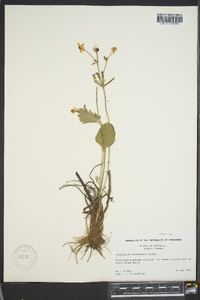 Ranunculus rhomboideus image