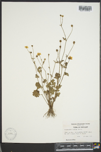 Ranunculus sardous image