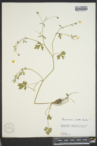Ranunculus sardous image