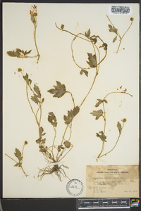 Ranunculus septentrionalis image