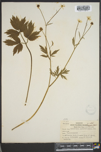 Ranunculus septentrionalis var. caricetorum image