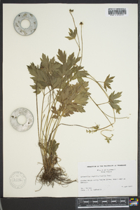 Ranunculus septentrionalis image