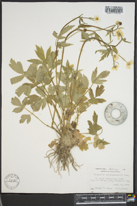 Ranunculus septentrionalis image