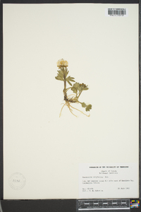 Ranunculus sulphureus image