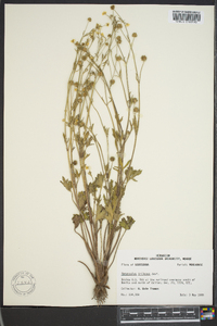 Ranunculus trilobus image