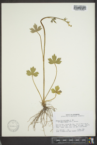 Ranunculus uncinatus image