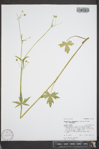 Ranunculus uncinatus var. uncinatus image