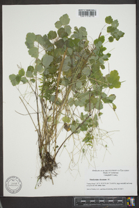 Thalictrum clavatum image