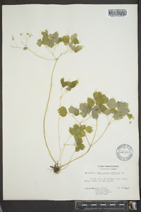 Thalictrum clavatum image