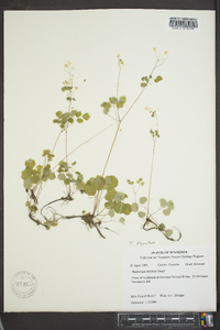 Thalictrum clavatum image