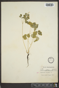 Thalictrum clavatum image