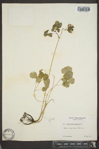 Thalictrum clavatum image