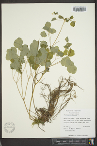 Thalictrum clavatum image