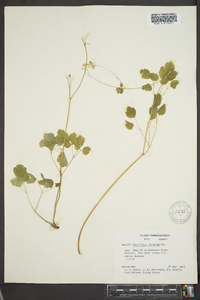 Thalictrum clavatum image