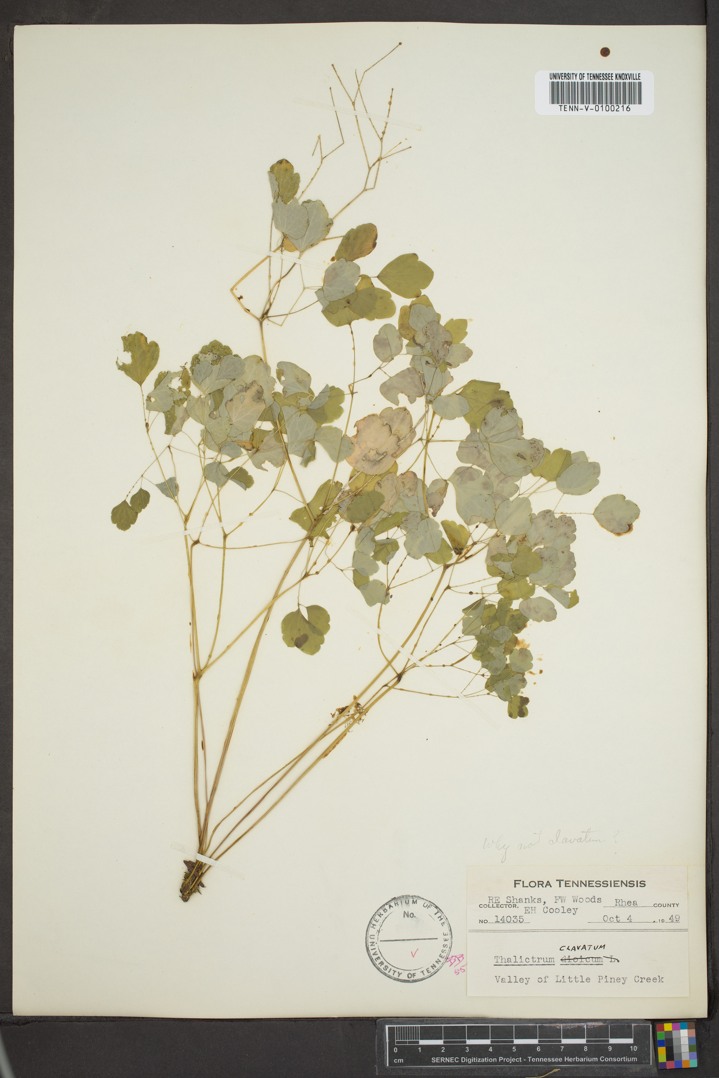 Thalictrum clavatum image