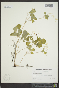 Thalictrum clavatum image