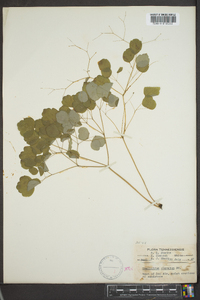 Thalictrum clavatum image