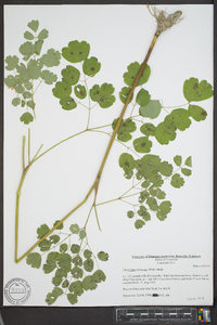 Thalictrum coriaceum image